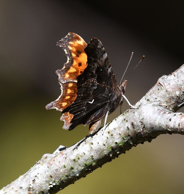 Oreas Anglewing: Polygonia oreas