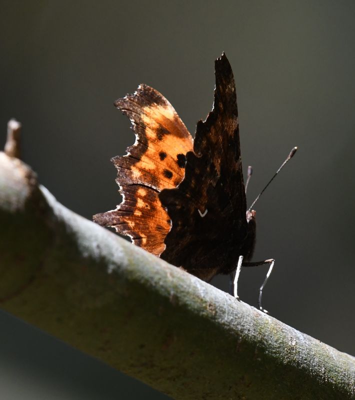 Oreas Anglewing: Polygonia oreas