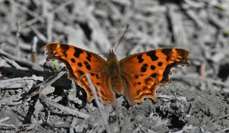 Satyr Anglewing: Polygonia satyrus