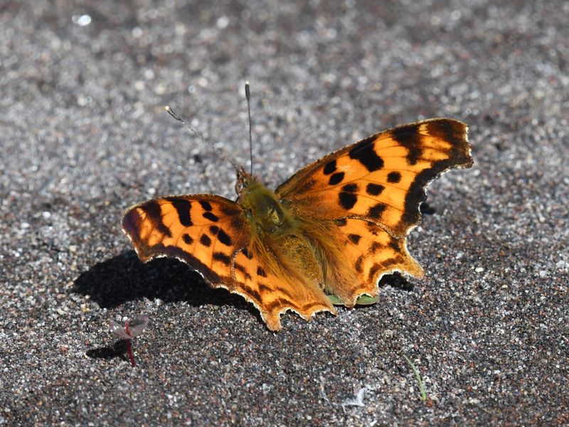 Satyr Anglewing: Polygonia satyrus