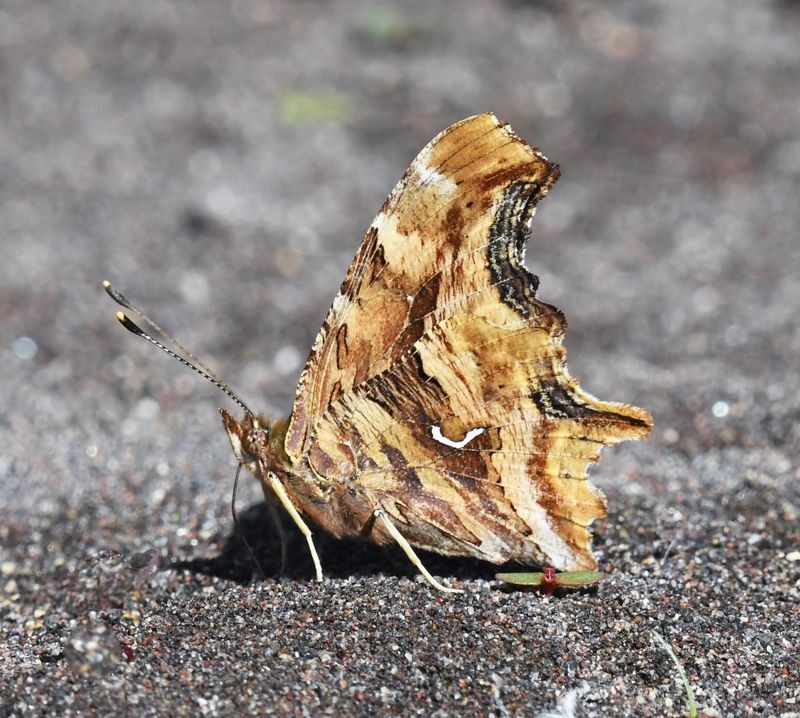 Satyr Anglewing: Polygonia satyrus
