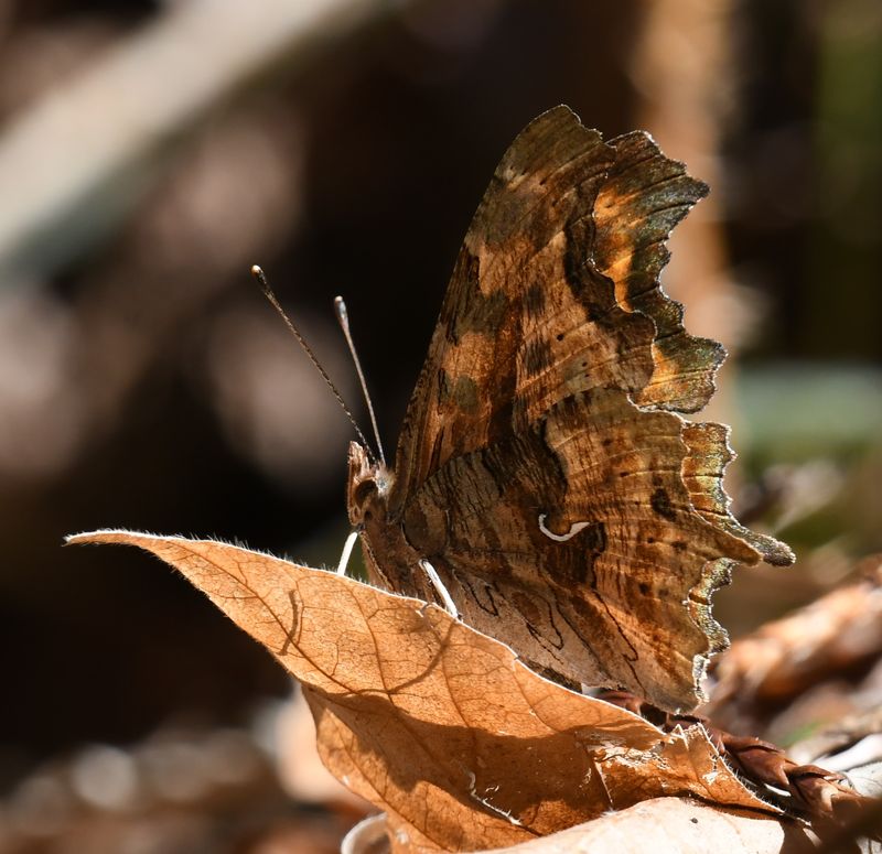 Satyr Anglewing: Polygonia satyrus