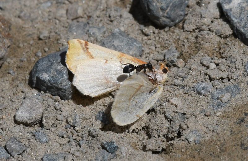 Ant and Moth