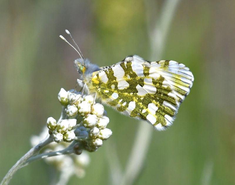 Large Marble: Euchloe ausonides