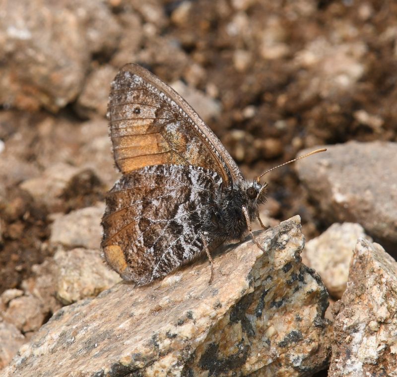 Chryxus Arctic: Oeneis chryxus