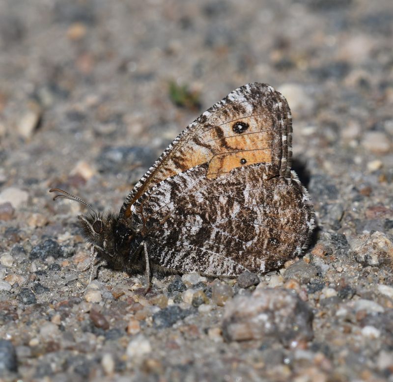 Chryxus Arctic: Oeneis chryxus