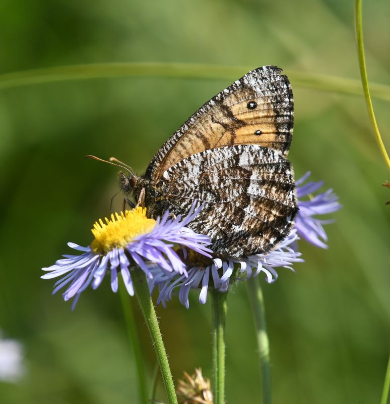 Chryxus Arctic: Oeneis chryxus