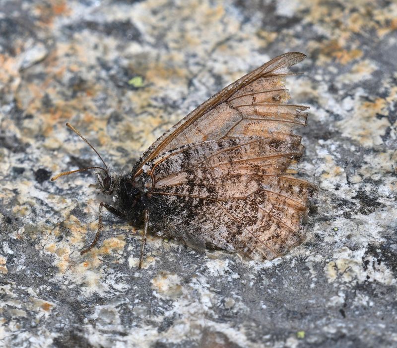 Chryxus Arctic: Oeneis chryxus