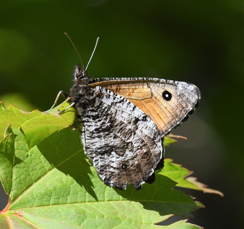 Great Arctic: Oeneis nevadensis