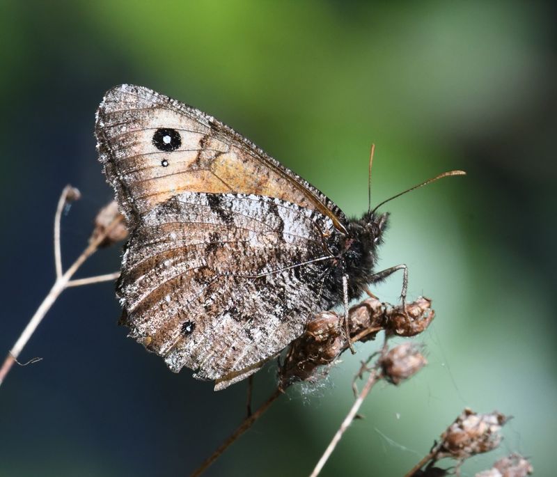 Great Arctic: Oeneis nevadensis