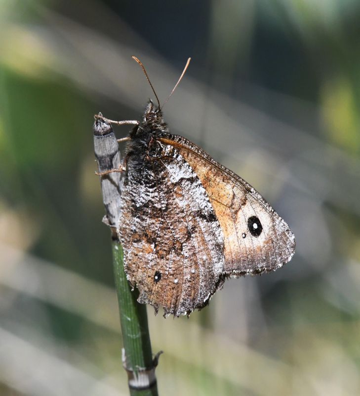 Great Arctic: Oeneis nevadensis