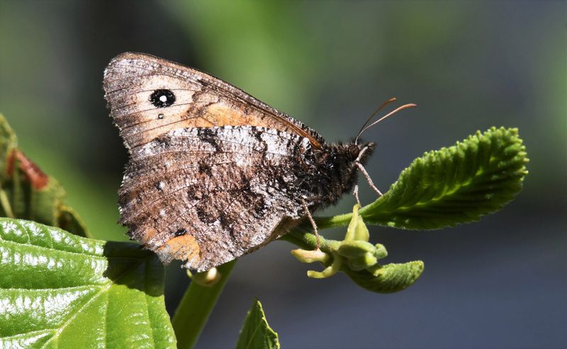 Great Arctic: Oeneis nevadensis