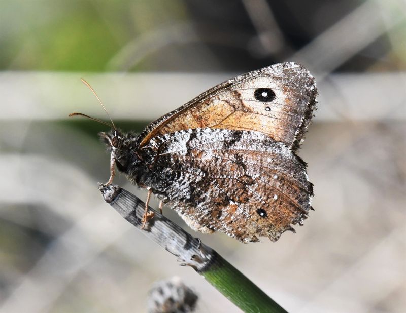 Great Arctic: Oeneis nevadensis