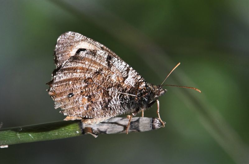 Great Arctic: Oeneis nevadensis