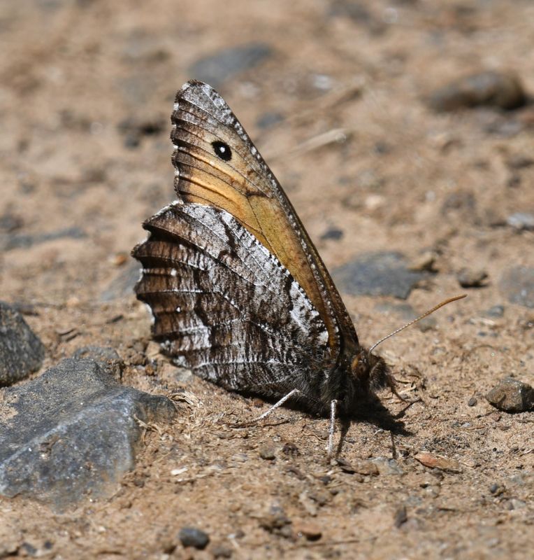 Great Arctic: Oeneis nevadensis