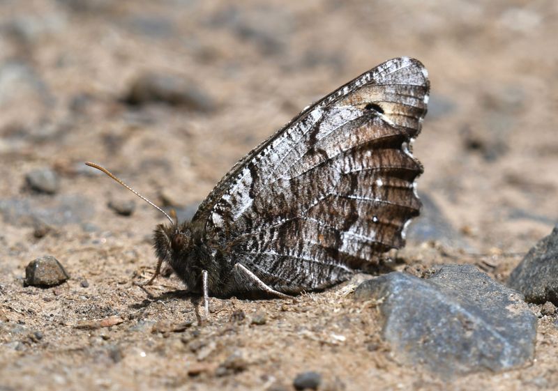 Great Arctic: Oeneis nevadensis
