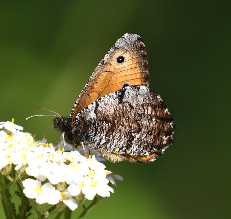 Great Arctic: Oeneis nevadensis