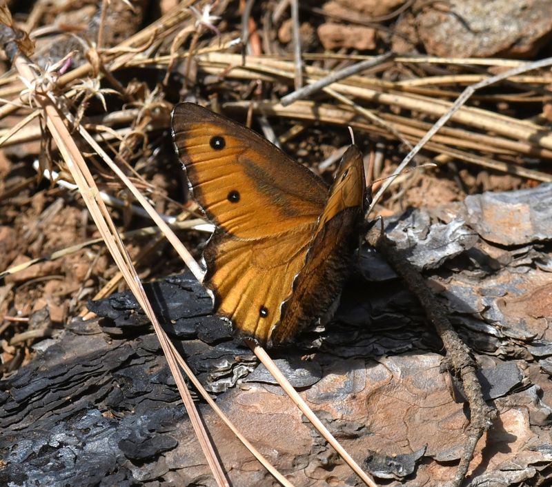 Great Arctic: Oeneis nevadensis