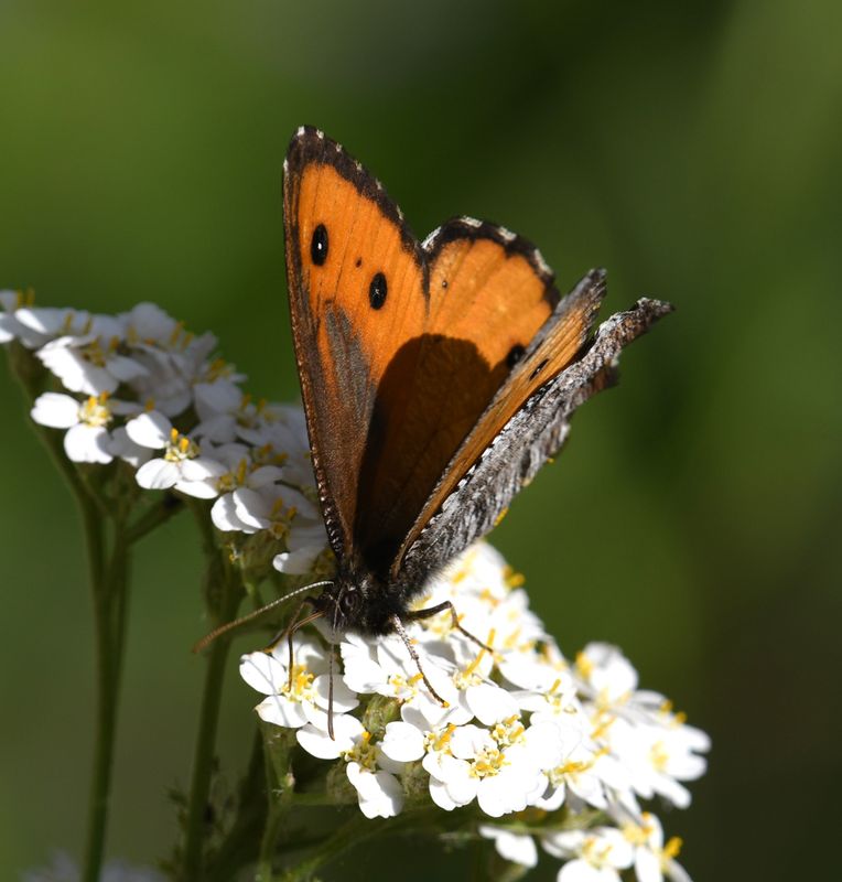 Great Arctic: Oeneis nevadensis