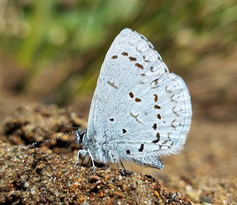 Echo Azure: Celastrina echo