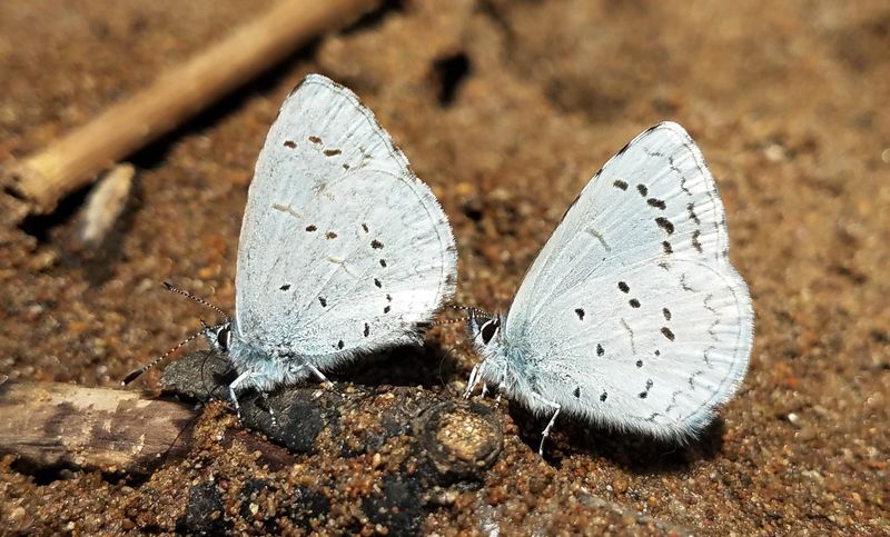 Echo Azure: Celastrina echo
