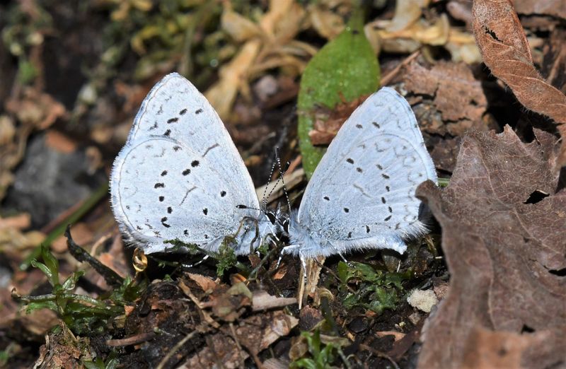Echo Azure: Celastrina echo