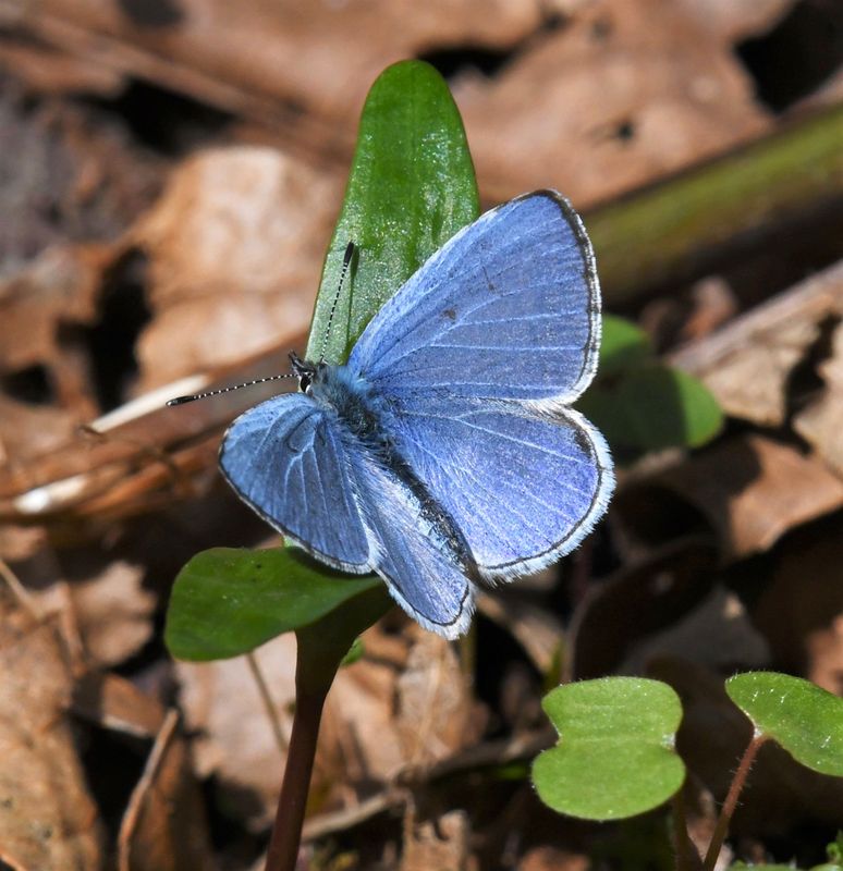 Echo Azure: Celastrina echo