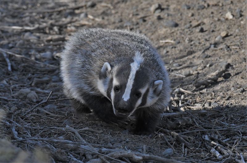 Badger