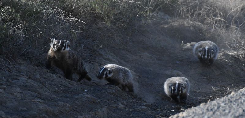 Badger