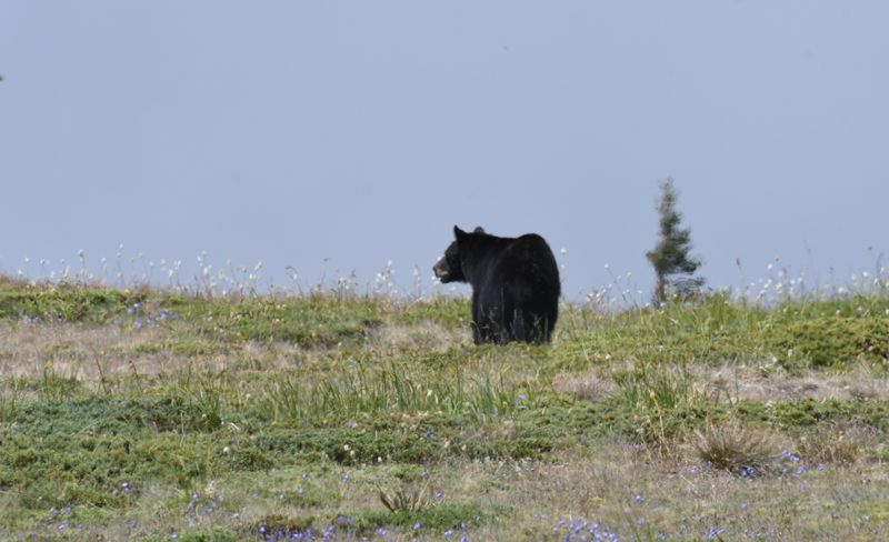 Bear, Black