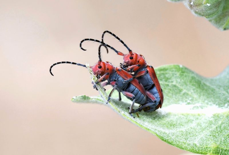 Milkweed Beetle