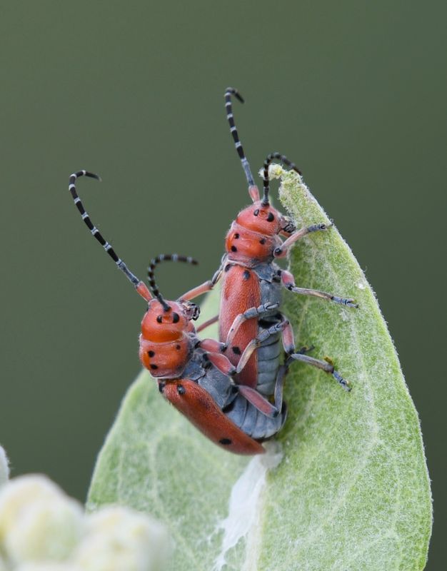 Milkweed Beetle