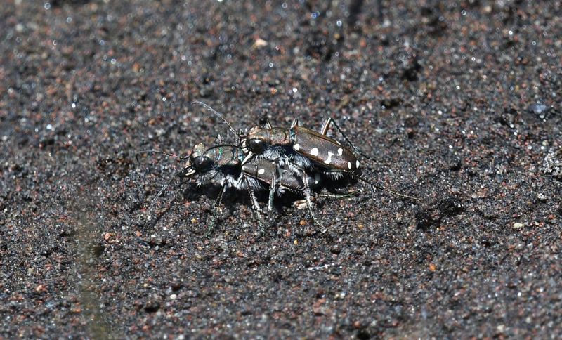 Western Tiger Beetle