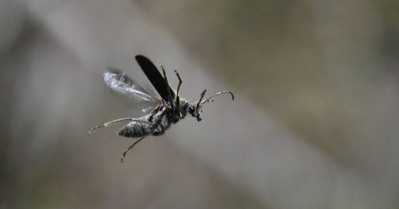 Beetle