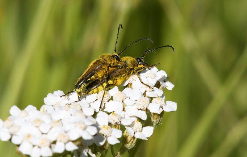 Beetles