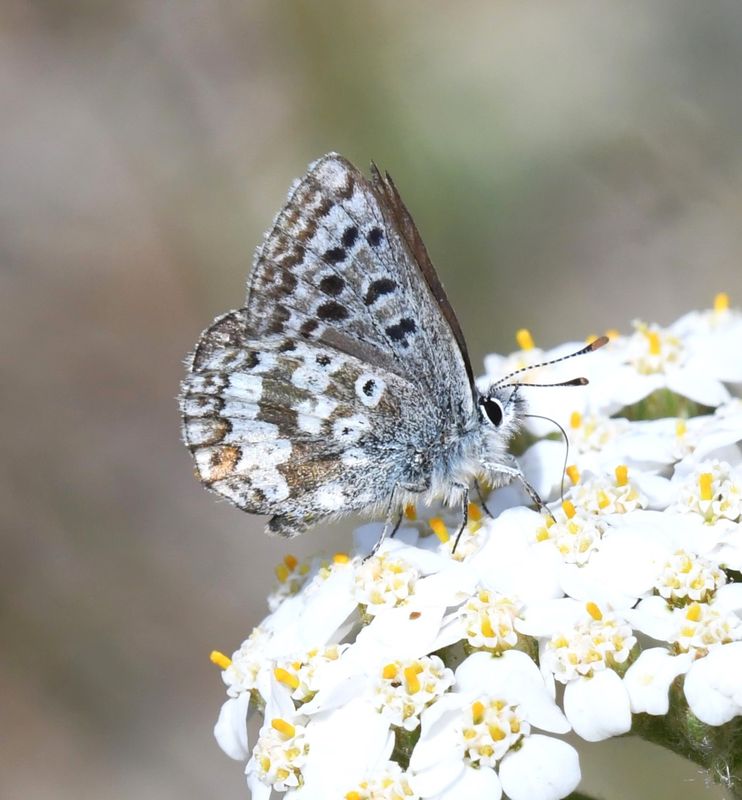 Arctic Blue: Agriades glandon
