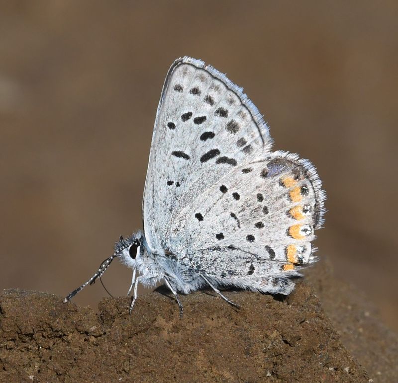 Acmon Blue: Icaricia acmon