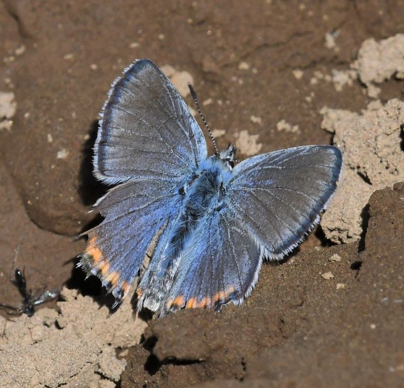 Acmon Blue: Icaricia acmon