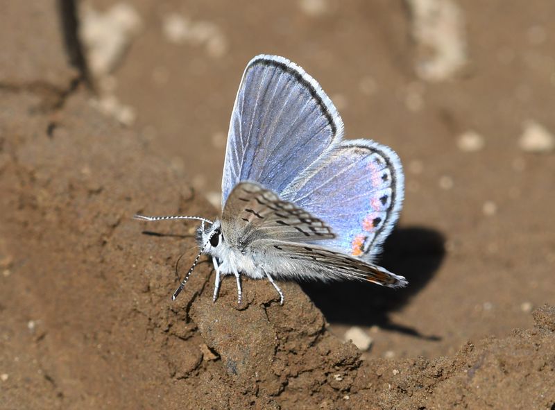 Acmon Blue: Icaricia acmon