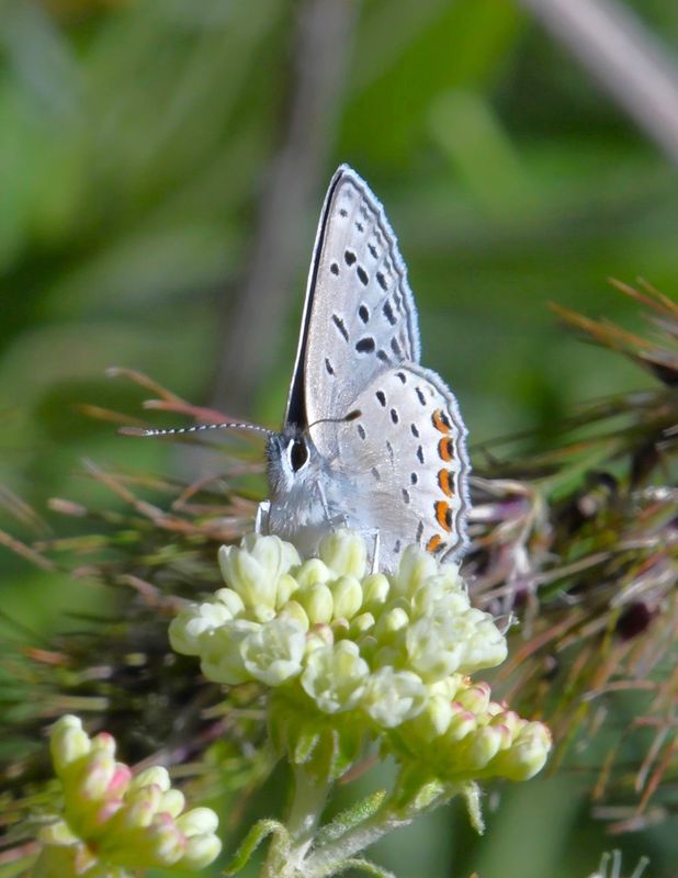 Acmon Blue: Icaricia acmon