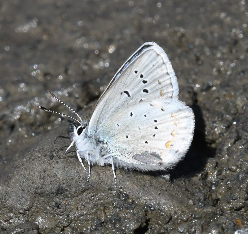 Anna's Blue: Plebejus anna