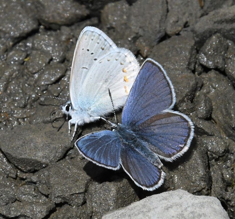 Anna's Blue: Plebejus anna