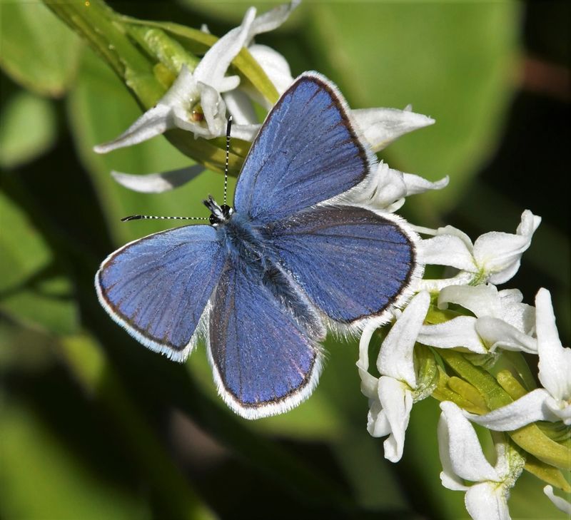 Anna's Blue: Plebejus anna