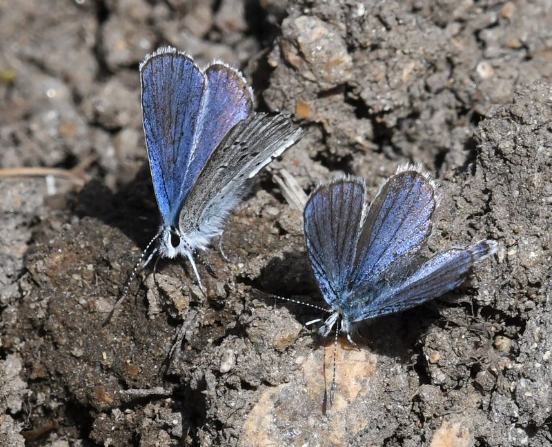 Anna's Blue: Plebejus anna