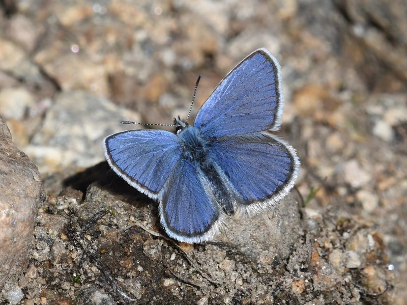 Anna's Blue: Plebejus anna