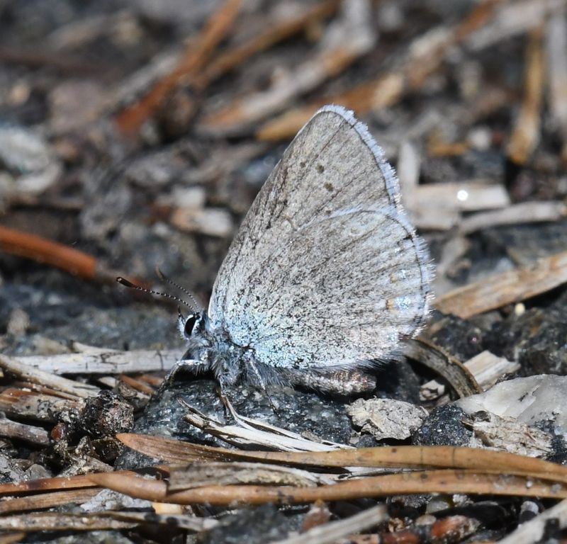 Anna's Blue: Plebejus anna