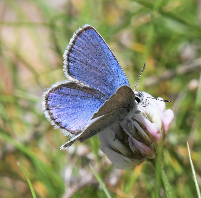 Anna's Blue: Plebejus anna