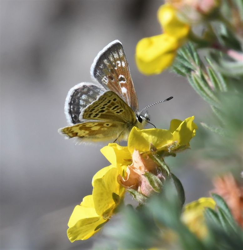 Arctic Blue: Agriades glandon