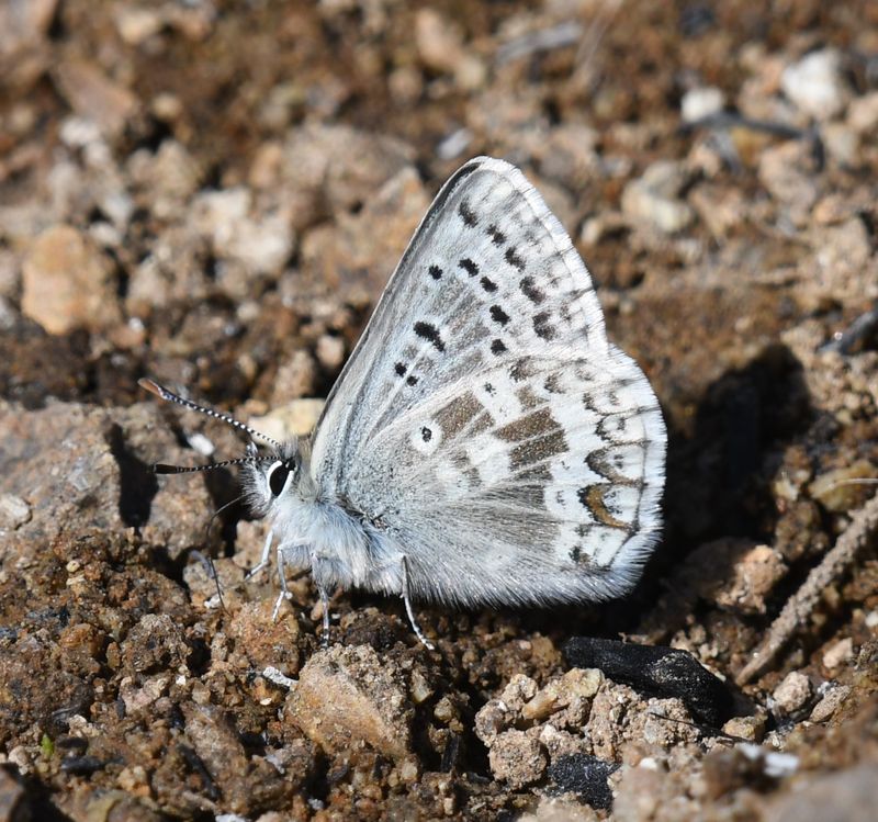 Arctic Blue: Agriades glandon