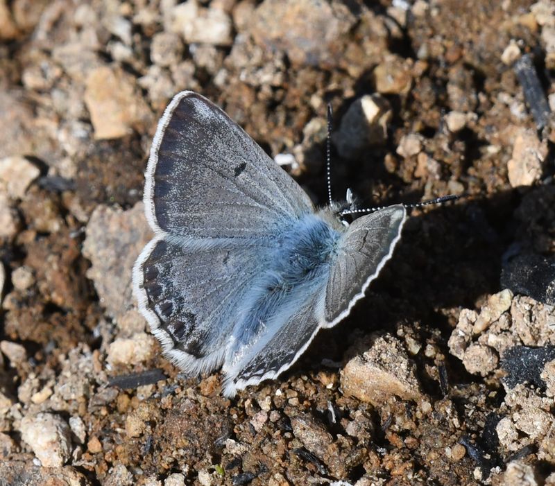 Arctic Blue: Agriades glandon